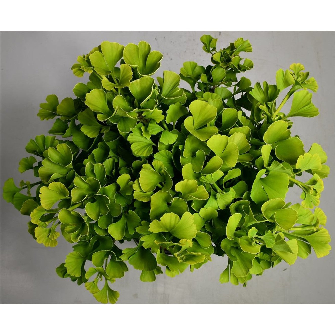 Ginkgo – Ginkgo biloba 'Mariken' - 40 CM Stem C12